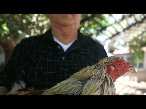 Video: Ayam Mexico