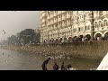 Seagull Bird Show - Gateway of India, Mumbai