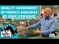 Quality Assessment of French Angoras by Eric Stewart