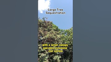 The carbon sequestration capabilities of a single tree @ ATO URBAN #long