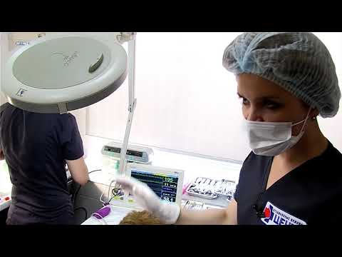 Видео: Сколько должна стоить обычная стоматология для домашних животных?
