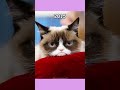 Most Famous Nostalgic Cat Memes ❤️😰 #shorts