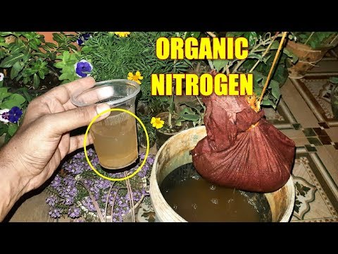 अपने पौधों की ग्रोथ को तेज़ी से बढ़ाने का सीक्रेट || ORGANIC NITROGEN FERTILIZER ??