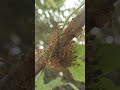 Tiny Hunters: Ants Conquer and Haul a Massive Fish to Their Colony