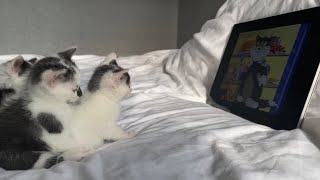 Kittens Watch Tom&Jerry + (Yaheetech 59 Inch Cat Tree Review) by Kitten Heaven 2,941 views 2 years ago 5 minutes, 1 second