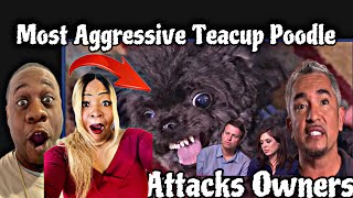 This Pup Is Possessed!! Most Aggressive Teacup Poodle Attacks It's Owner (Reaction)