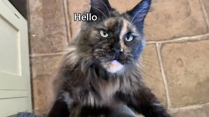 Video 3806901: talking maine coon, meow maine coon, best maine coon, cat talking