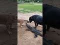 ワニと犬2匹が奇跡の遭遇 #animals #shorts #wildlife #nature