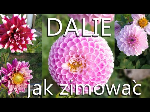 Wideo: Jak Zachować Korzenie Dalii Zimą?