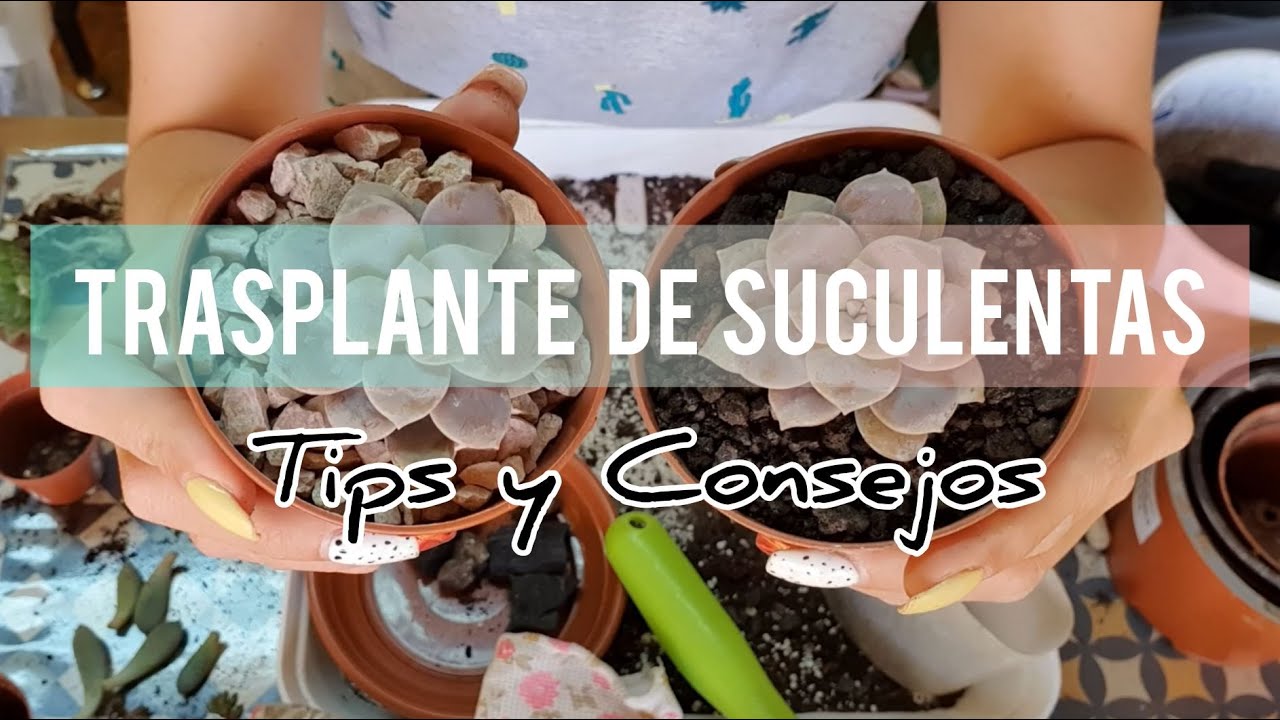 Trasplantando suculentas hermosas/Tips y consejos/Jardín Suculento