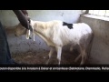 Tabaski 2015  polo  mouton  dcouvrir sur wwwniokobokcom