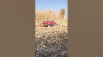 The process of knocking down corn grass- Good tools and machinery can increase work efficiency