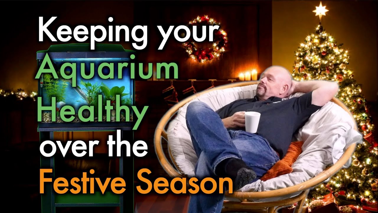 Как поддерживать здоровье аквариума в праздничный сезон