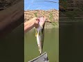 Walleye #walleye #walleyefishing #fishing #fun #summer #river #snakeriver