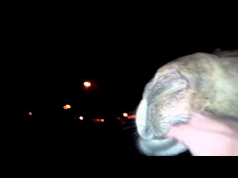 جمل مريض نفسي
