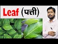 पत्ती | Parts of a Leaf 🍃 | Step by Step Drawing | Know How Its Works by Khan Sir