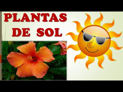 Vídeo: Els caladiums els agrada el sol o l'ombra?