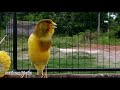 Ini Baru Kenari Mantul Masteran Kenari Paling Di Cari Mp3 - Mp4 Download
