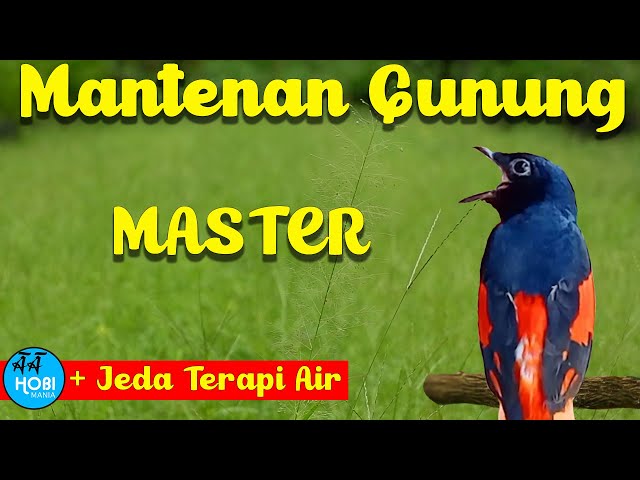 Master Mantenan Gunung + Jeda Terapi Air  Masteran lagi VIRAL class=