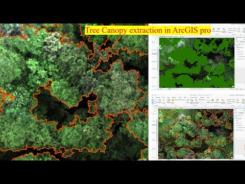Tree canopy extraction