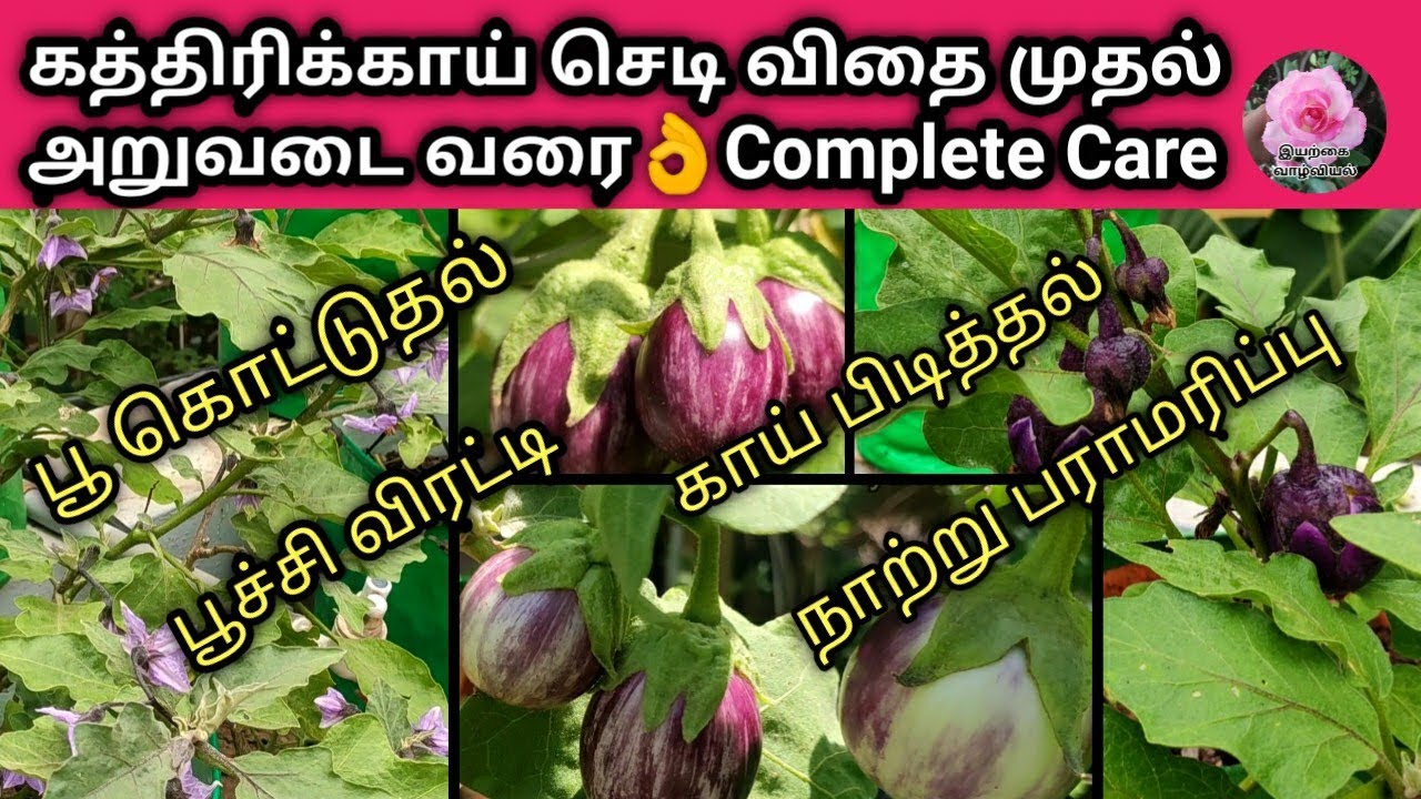 கத்திரிக்காய் செடி விதை முதல் அறுவடை வரை/how to grow brinjal plant/kathirikai chedi valarpu details