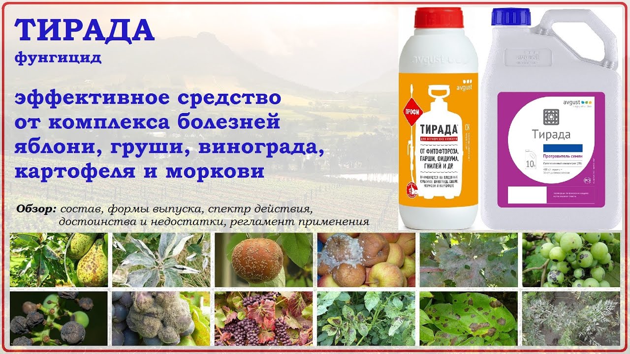 Тирада - эффективное средство от комплекса заболеваний яблони, груши, винограда, картофеля и моркови