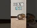 三毛猫のオス？野良猫が生んだ子猫は、ほぼウリ坊… #shorts