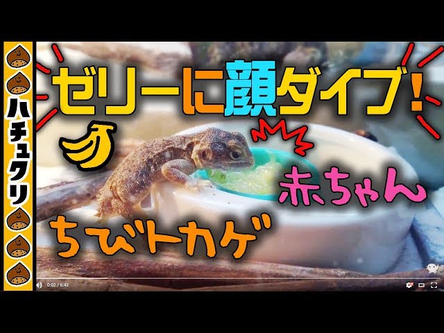 おチビトカゲの赤ちゃん果実ゼリーを食べる、の巻_ゼノガマベビー_Zenagama Taylori eating jelly【爬虫類ペット】