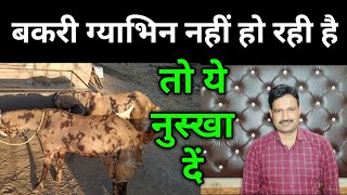 बकरी को गाभिन कैसे ठहराए goat not getting pregnant / bakri gabhin karne ka tarika