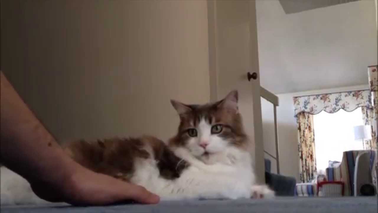 Cat does NOT like to be touched! - YouTube