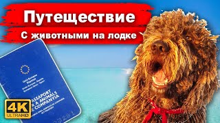 Как путешествовать на яхте с животными? Правила и реальный опыт. Интервью с владельцами животных.