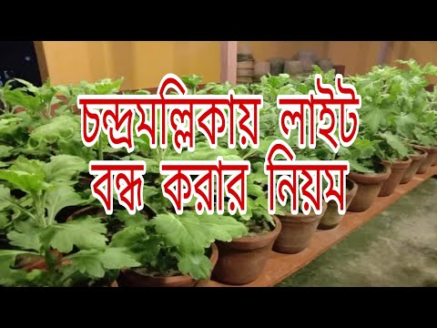 ভিডিও: কীভাবে  ভুয়া  মাশরুমগুলিকে বাস্তব থেকে আলাদা করা যায়