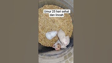 Thumbnail of umur 25 hari #funk #ias #music #newmusic #ayam #cover #hewan #lucu #automobile #hit