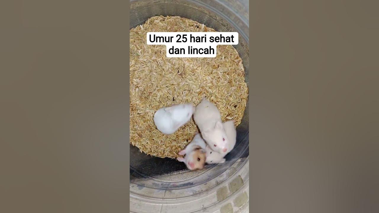 umur 25 hari #funk #ias #music #newmusic #ayam #cover #hewan #lucu #automobile #hit