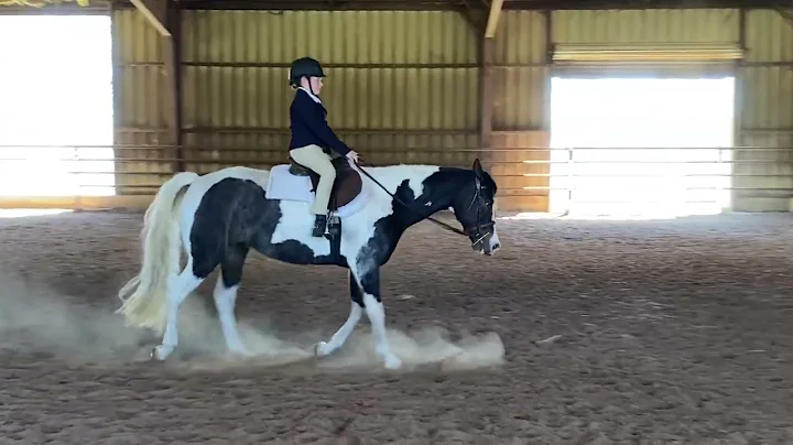 APHA April E Show Eq Allison Goldstein & A Hotrodd...