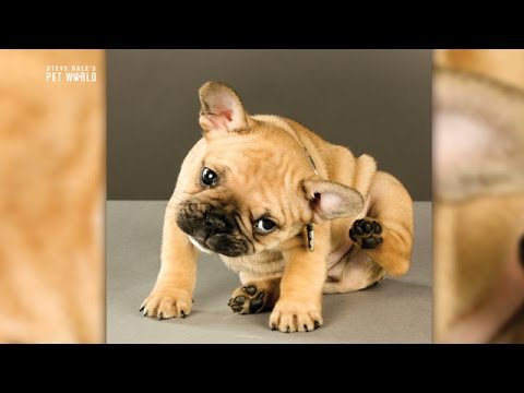 Steve Dale Treating Otitis Ear Infections In Dogs Youtube