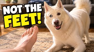 My Husky Has a Problem With My Feet 😂