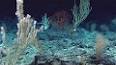 The Enigmatic Depths of the Abyssal Plain ile ilgili video