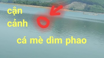 CÂU CÁ MÈ | XEM CẬN CẢNH CÁ MÈ DÌM PHAO