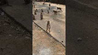 Smart Baby Monkey Who Knows How to Save ! 🙉#shorts #monkey #animals #smart #bandar #viral