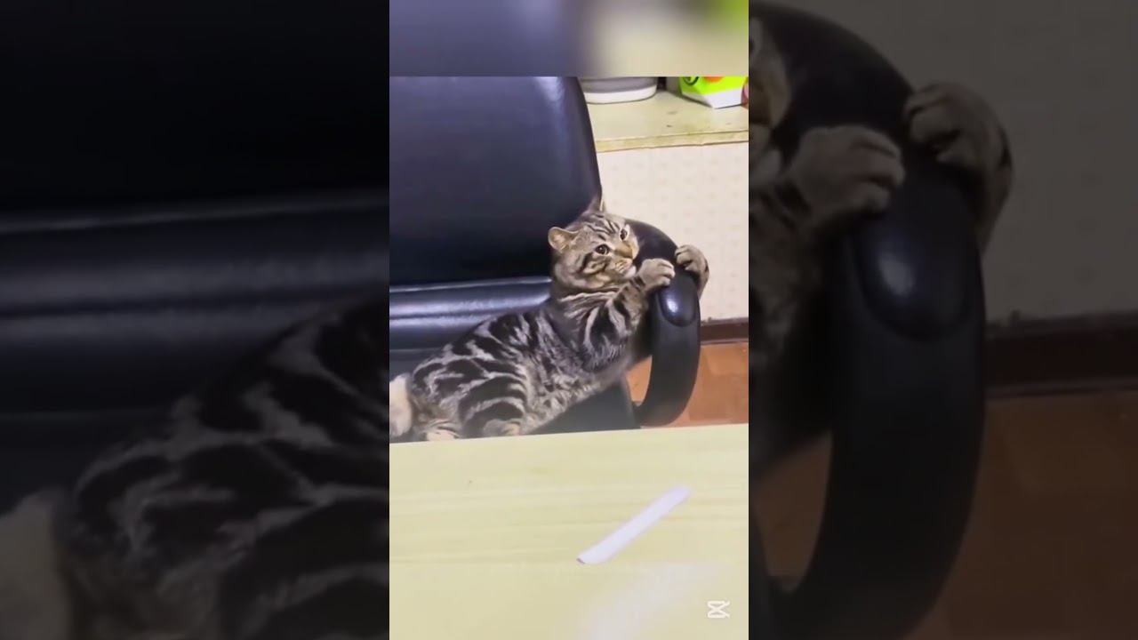 Actor Cats😹😹😻