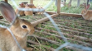 Rabbit farming is an emerging but profitable business