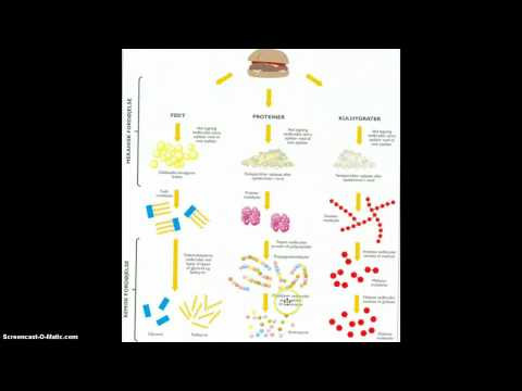 Video: Hvad er formålet med at sekventere aktiviteter?