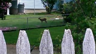 Baby deer