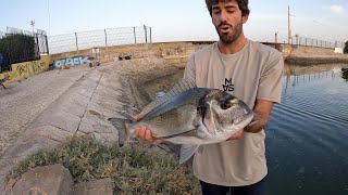 Urban Fishing Portugal Big Fish!!!! (Dourada - Sea Bream) screenshot 4