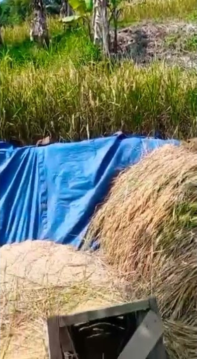 Pejuang Rupiah| PanenPad Dikampung Indah Banget Pemandangan nyah