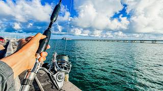 The Easiest Way to Catch Gag Grouper From the Skyway Pier