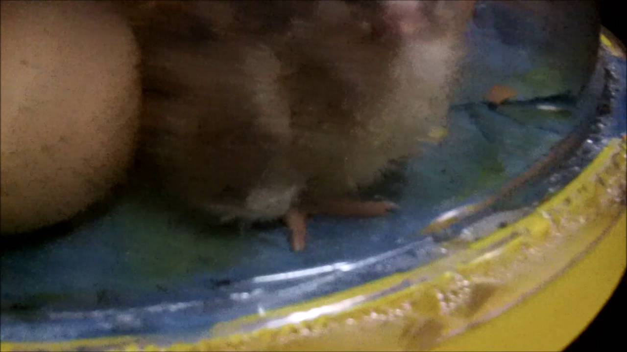 First births on the Toadstead! WE got CHICKENS!!