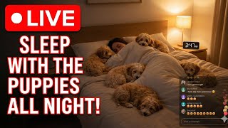 Fall Alseep To This! Sleep Aid ๐ Ruby & Puppies Snoozing (Deep Sleep Music) |