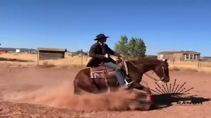 Moonshine: A Horse in Training at Rising K Ranch b...